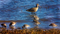 Marbled Godwit & friends