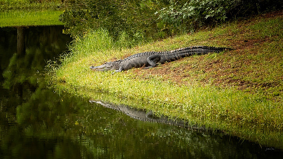 Alligator on Argent - 2