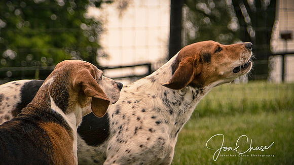 Two Hounds