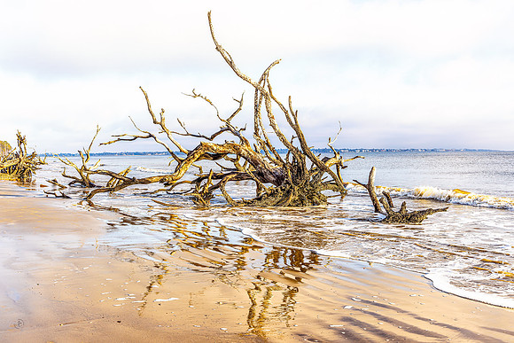 Driftwood Beach - 12 20 2024