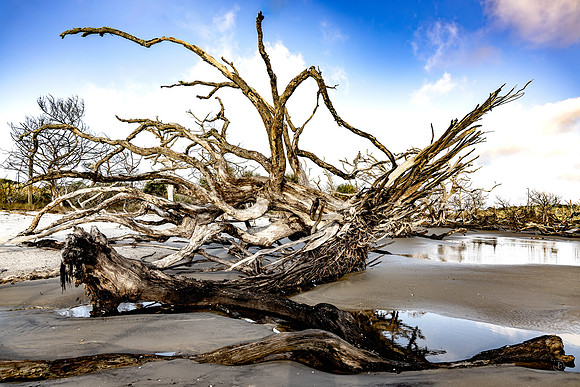Driftwood Beach - 12 20 2024