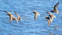 A Semipalmated Plover with 6 Willets