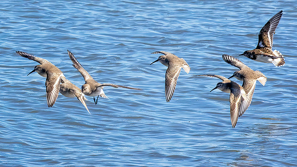 A Semipalmated Plover with 6 Willets