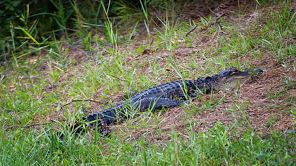 Alligator - 7 24 2922