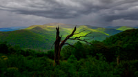 Skyline Drive w Dead Tree - 2 - Shenandoah NP