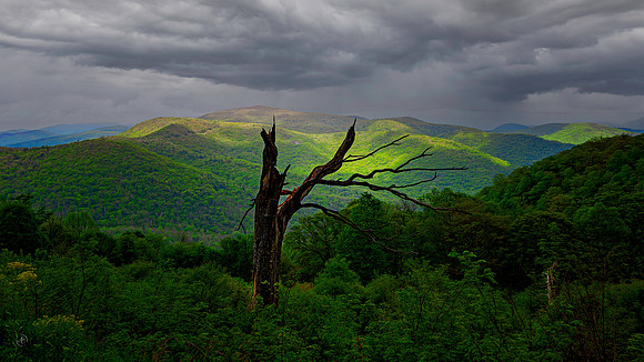 Skyline Drive w Dead Tree - 2 - Shenandoah NP