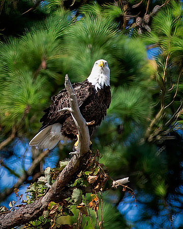 Bald Eagle - 10 9 2022