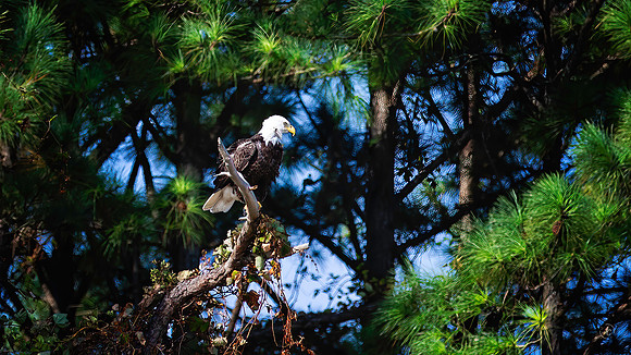 Bald Eagle - 10 9 2022