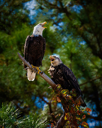 Bald Eagles - 10 10 2022