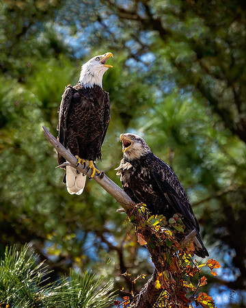 Bald Eagles - 10 10 2022