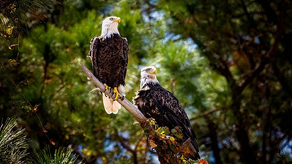 Bald Eagles - 10 10 2022