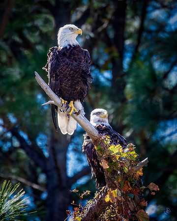 Bald Eagles - 10 10 2022