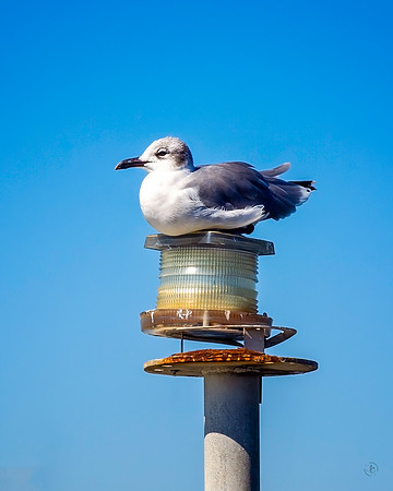 Gull on post - 10 6 2022