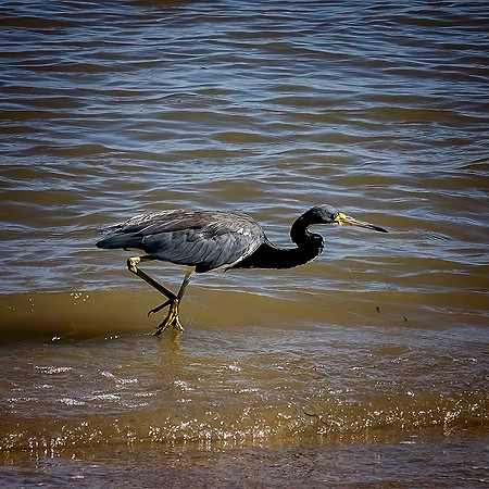 Heron - 10 2 2022