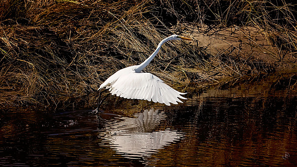 Egret  - 10 2 2022