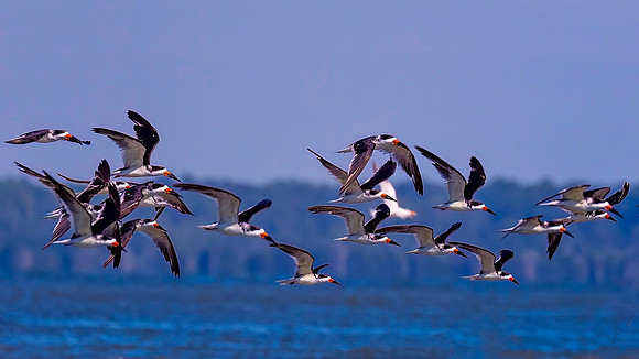 Black Skimmers - 10 16 2022
