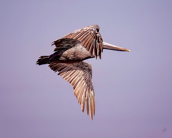 Pelican in flight - 10 16 2022
