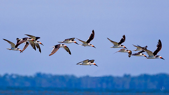 Black Skimmers - 10 16 2022