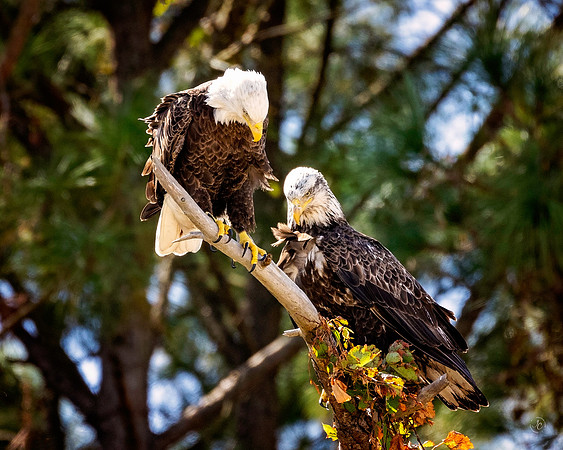 Eagles - 10 10 2022