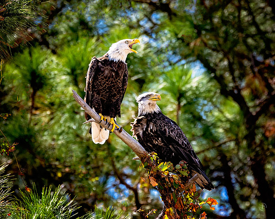 Bald Eagles - 10 10 2022
