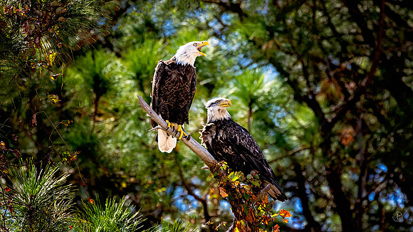 Bald Eagles - 10 10 2022