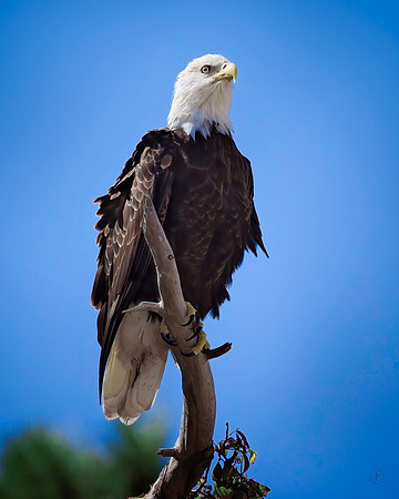 Bald Eagle - 10 10 2022