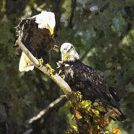 Bald Eagles - Watercolor - 10 2022