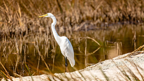 Egret - 10 23 2022
