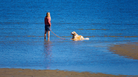 Golden Retriever - 10 25 2022