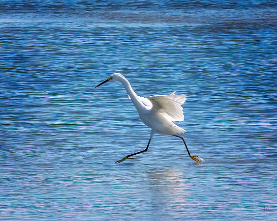 Egret -  10 26 2022