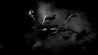 Ghost Bloom - Wk 1
