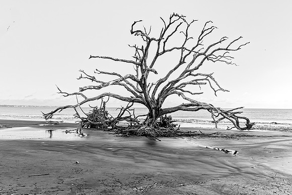 Driftwood Beach - 12 20 2024