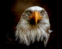 "The Sentinel"