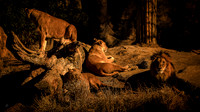 "The Pride at Rest"