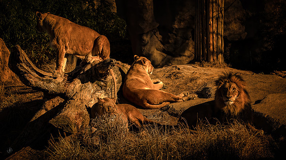 "The Pride at Rest"