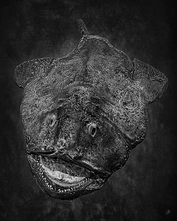 Monk Fish 3 - BW - 6 12 2025