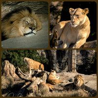 Lions