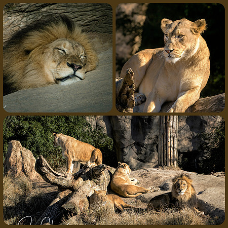 Lions