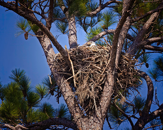 First Eagle Photo here - 11 15 2022