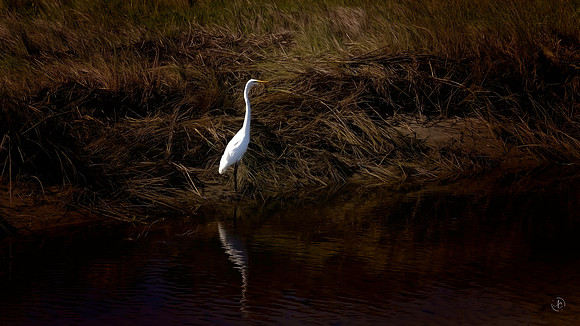 Egret - 3482 - 10 2 2022