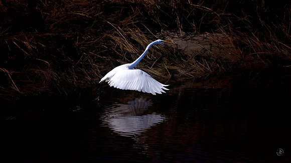 Egret - 9x16 - 10 2 2022