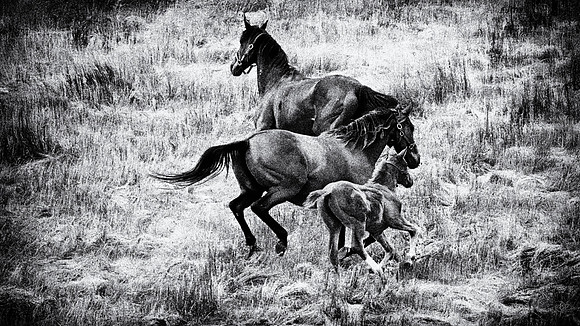 Two mare, One Foal