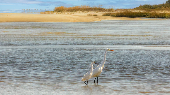 Egret & Ibis  10 25 2022