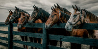 Photo Club Competitions Winners