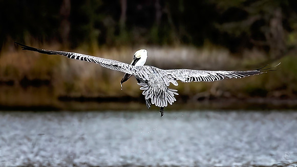 Pelican - 11 22 2022