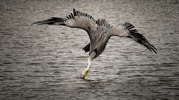 Pelican diving - 11-22-2022