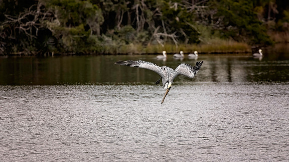 Pelican diving - 11-22-2022