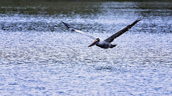 Pelican in flight - 11-22-202