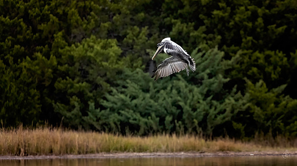 Pelican About to Dive