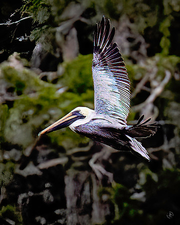 Pelican - 11 22 2022